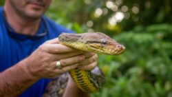 A Giant African Python Has Been Officially Confirmed by Herpetologists During a Field Expedition