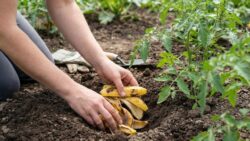 Banana peels in the garden: they only boost plants if you put them in this exact spot