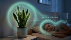 How a single houseplant in the bedroom can increase deep sleep phases by up to 37%, according to a NASA-cited study
