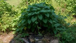 Experts reveal the garden plant you should never grow because it strongly attracts snakes and can turn your yard into a summer habitat for them