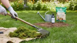 How to remove moss from your lawn naturally and effectively ?