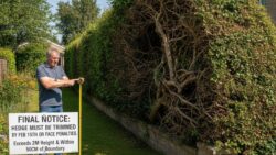 From February 15, hedges exceeding 2 meters in height and located less than 50 cm from a neighbor’s property will have to be trimmed or face penalties