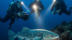 A so-called “living fossil” is photographed for the first time by French divers in Indonesian waters, marking a rare and symbolic discovery