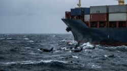 North Atlantic warning : orcas now targeting commercial vessels in what experts call coordinated assaults