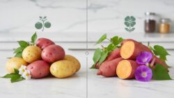 Many people don’t realize it, but sweet potatoes and regular potatoes aren’t closely related at all “here’s why”