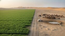 China’s billion-tree project is slowing desert expansion, but scientists warn it may be quietly damaging fragile ecosystems