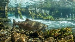 A first in 100 years: a chinook salmon returns to its native California river