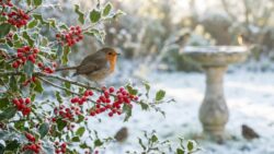 The one winter fruit that keeps robins coming back to your garden, according to birdwatchers
