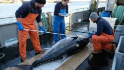 A rare giant bluefin tuna is measured and confirmed by marine biologists using peer-reviewed protocols