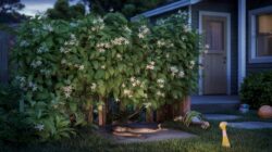 Gardeners warn that this seemingly harmless plant attracts snakes far more than people imagine and explain why it should never be planted anywhere near home yards