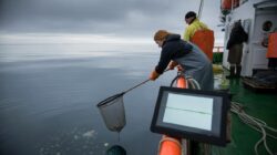 Meteorologists warn early February Arctic changes may interfere with marine plankton cycles critical to wildlife