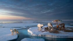 Meteorologists warn early February Arctic disruption signals a biological tipping point for animals, scientists alarmed