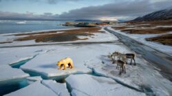 Meteorologists warn early February Arctic shift has scientists alarmed over a looming biological tipping point