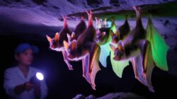 No tricks, only treats: bats glow under ultraviolet light