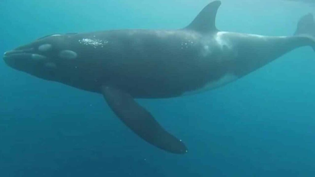 unprecedented-behaviour-humpback-whales-foil-orca-attacks-leaving-scientists-speechless